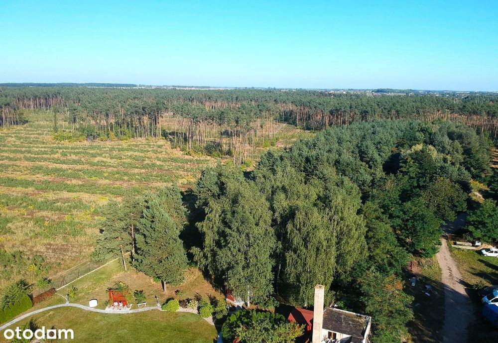 Duże działki przy lesie - Psary Wielkie - Widok 2