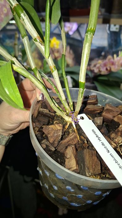 Орхідея дендробіум