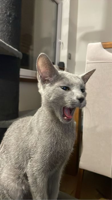 Koty, kocieta, koteczki Rosyjskie Niebieskie