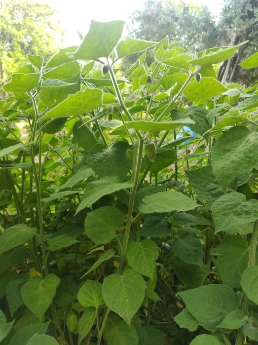 Vendo planta de fisalis