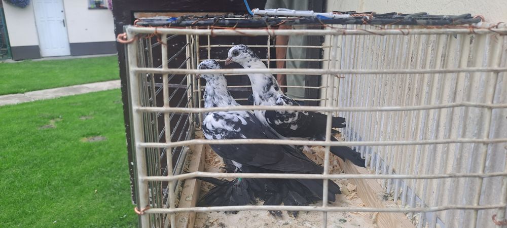 Gołębie  na sprzedaż