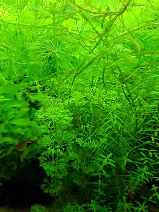 Casais moscow green +oferta plantas