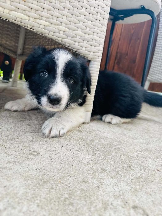 Border Collie szczeniak