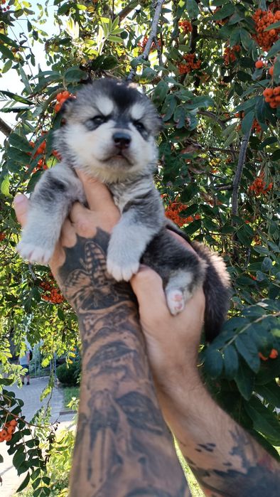 Дуже дуже симпатичні