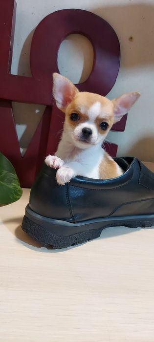 дівчатка чіхуашки міні