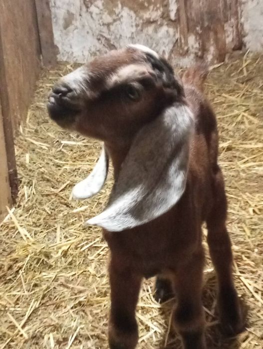 Продам цапа, козу  Нубійця 100%, в'язка.