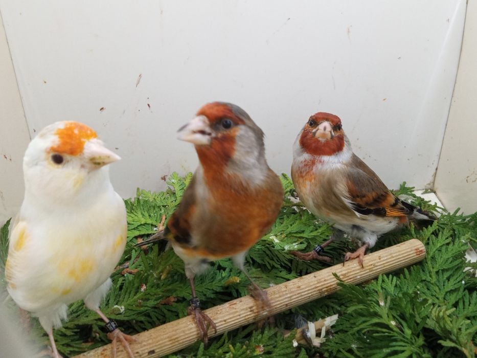 Bastard Bastardy na pełnym spiewie 2025r Wysylam