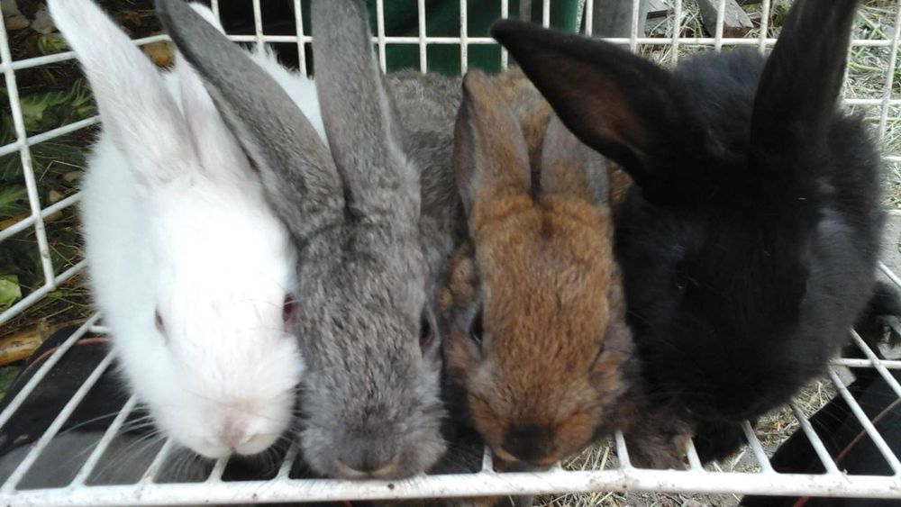 Królik a i  sprzedam