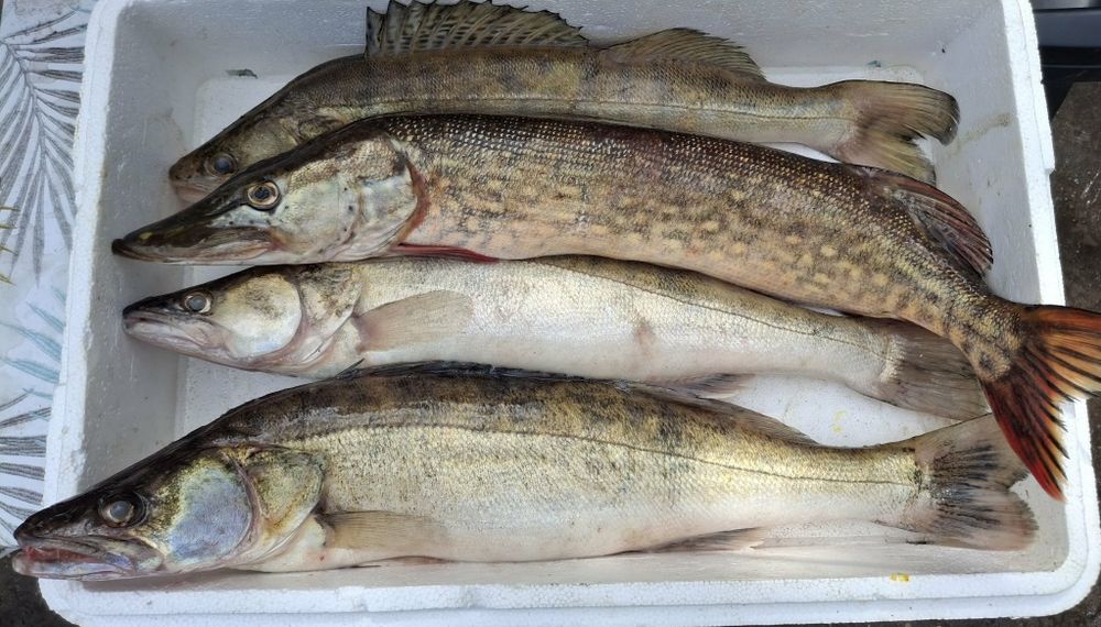 Ryby do Konsupcji