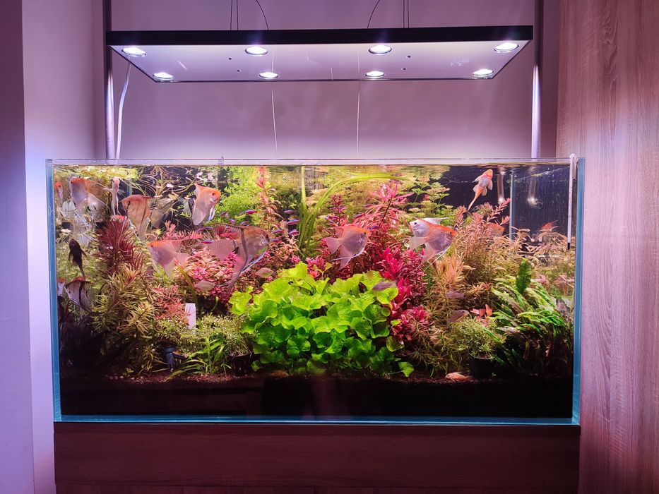 Sprzedam rośliny do akwarium