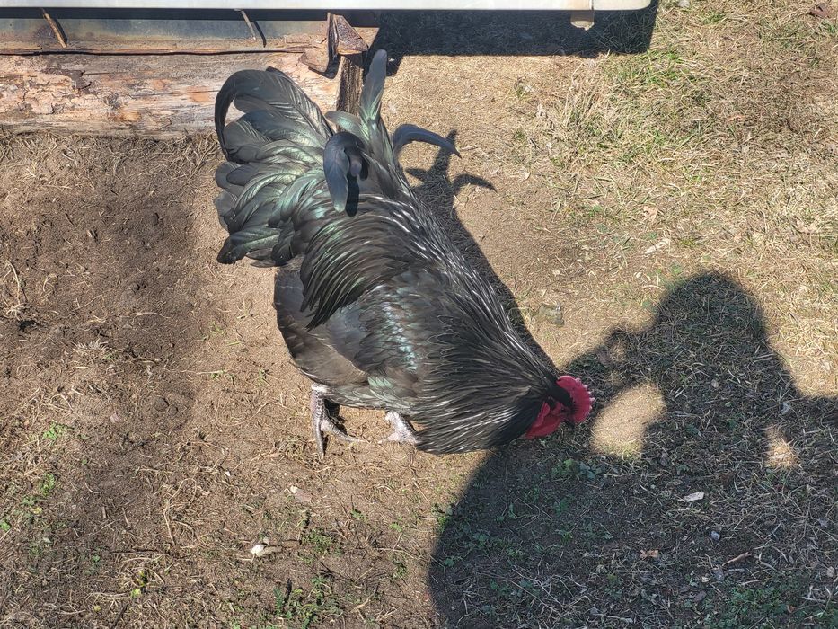 Jaja lęgowe AUSTRALORP.