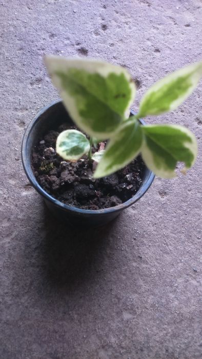 барвінок багаторічник