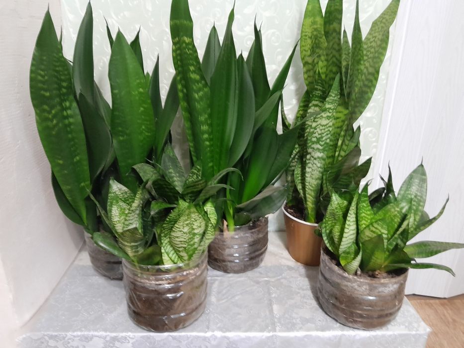 Сансивьерия с детками