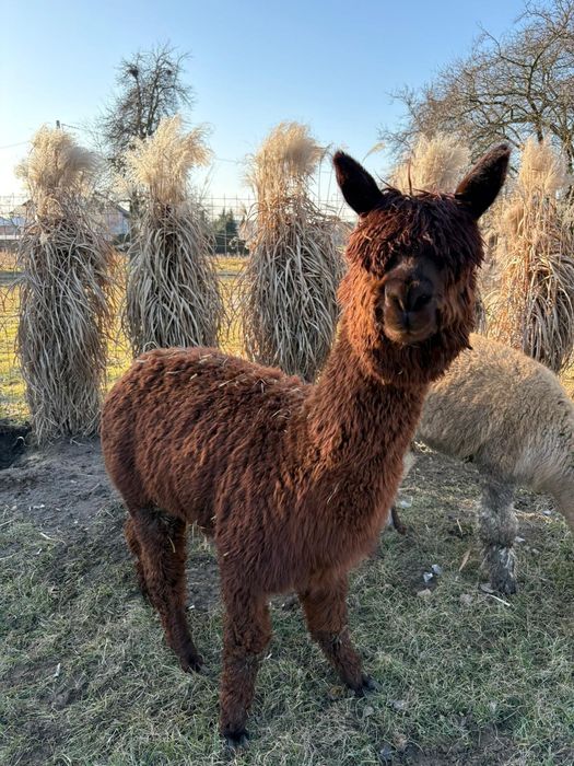 Sprzedam alpaki z małej przydomowe hodowli