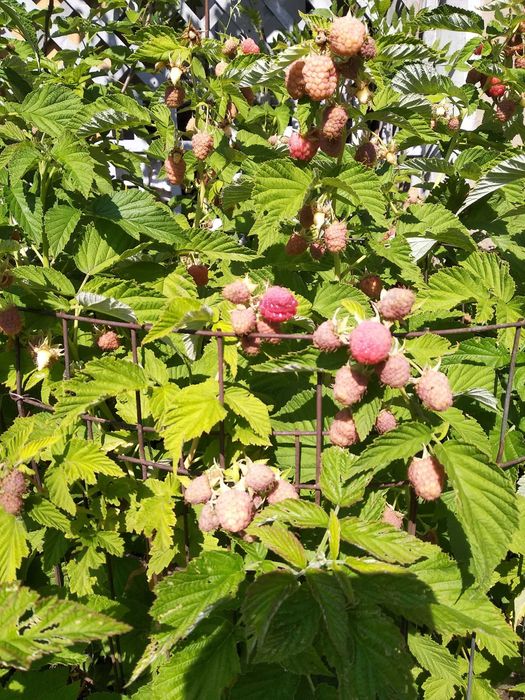 Часник Рокамболь, саженцы гибискуса, древовидной черники (ирга)