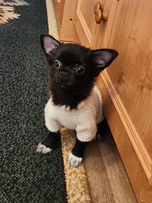 Дівчинка чихуахуа.5 місяці