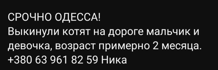 Отдам даром в добрые руки трехцветного и черного котят