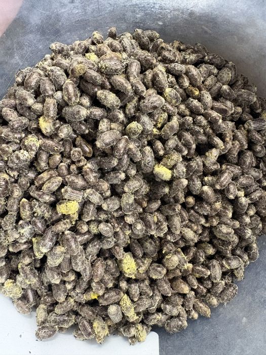 Kokony murarki ogrodowej 500szt