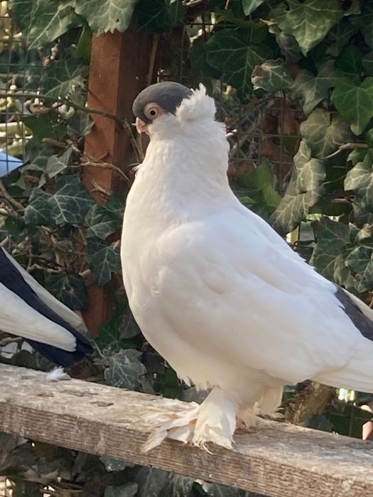 Gołąb Krymek Polski