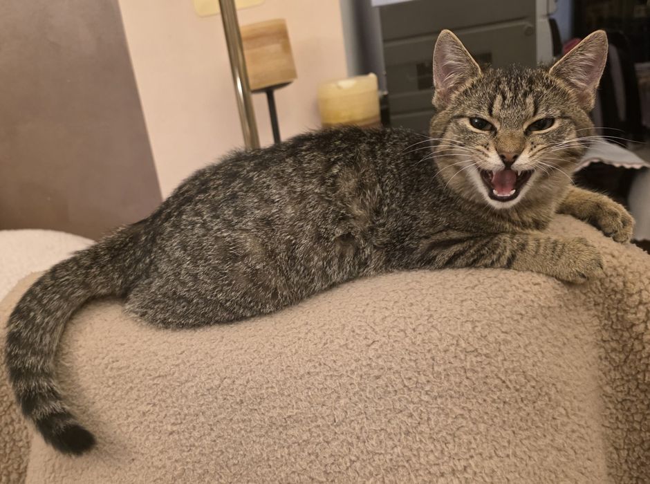 Kotka ok.5.5 miesiąca szuka kochającego domku.