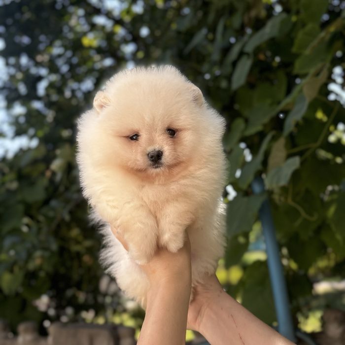 чудовий ведмедик шоу классу