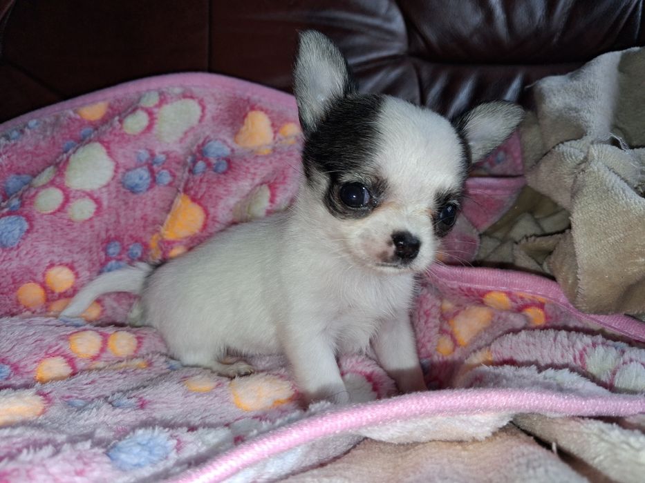Suczka chihuahua długowłosa mały piesek