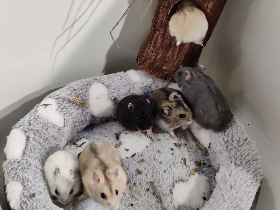 Chomiki dżungarskie młode sklep zoo ul Julianowska 7 b Łódź