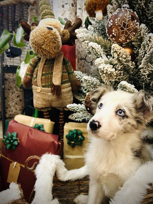 Excelente Menina border collie blue merle olhos azuis