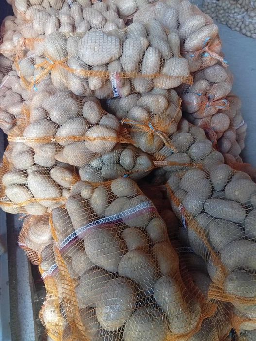 Ziemniki jadalne soraja żółte super towar