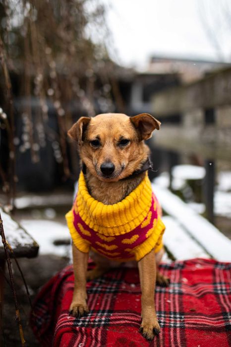 Cudna mała Stasia do adopcji