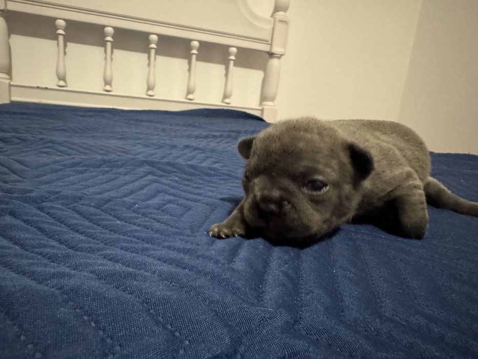 Buldogue frances