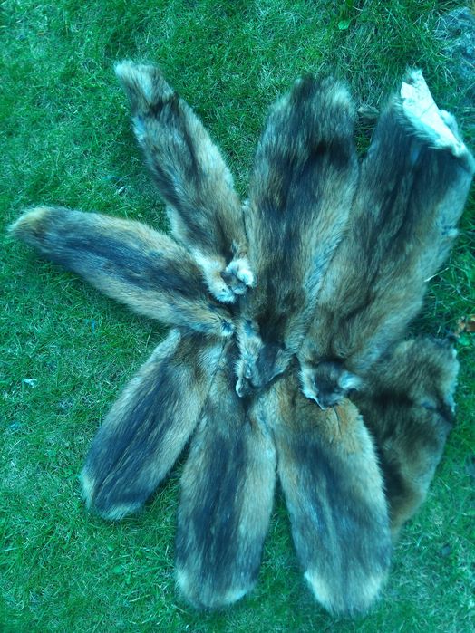 Garbowane skóry z piżmaków sezon 25/26