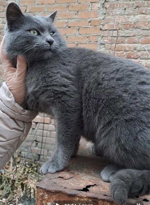 Шукаємо надійних господарів!