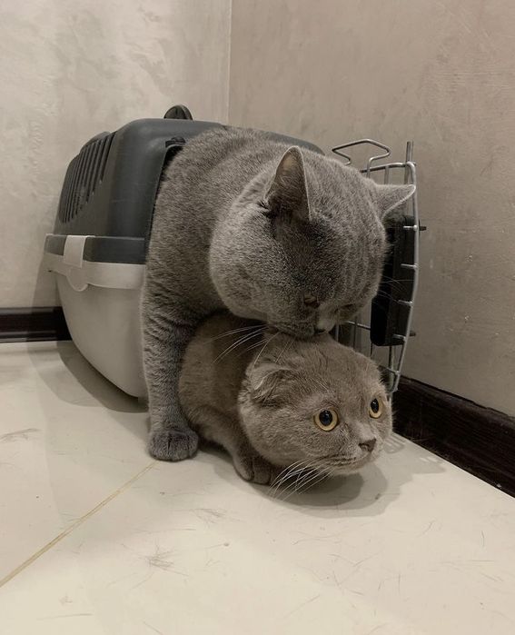 Вязка породистий шотландский прямоухий кот для вязки.