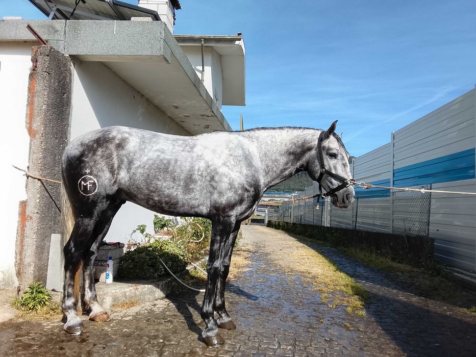 Poldro lusitano montado