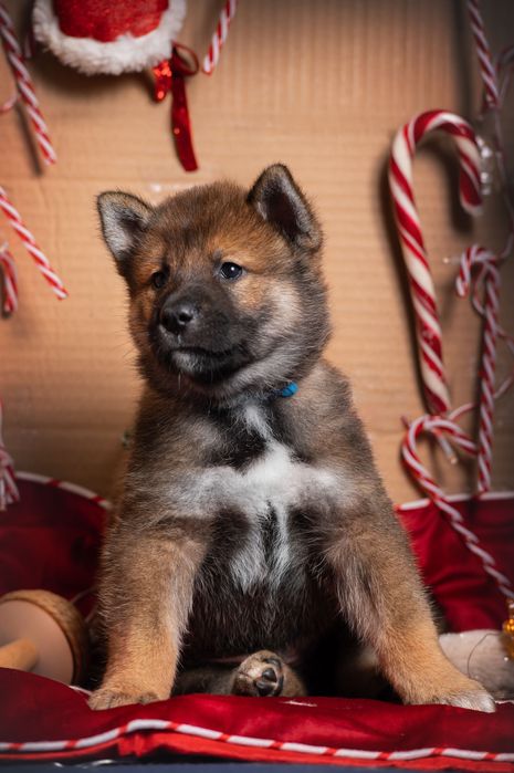 Цуценята Японські породи сікоку Київ з документами КСУ FCI та NIPPO