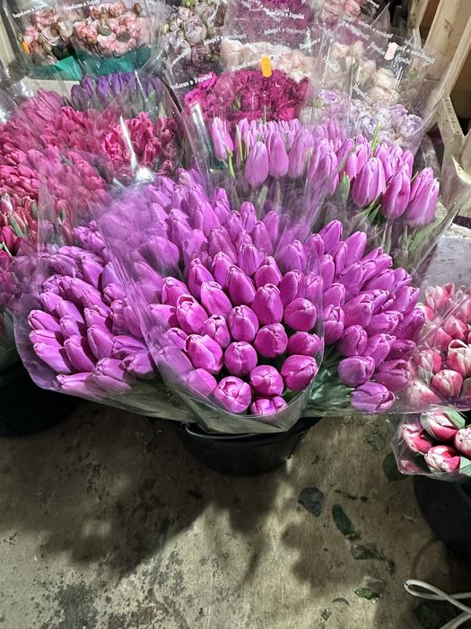 Тюльпан местный опт