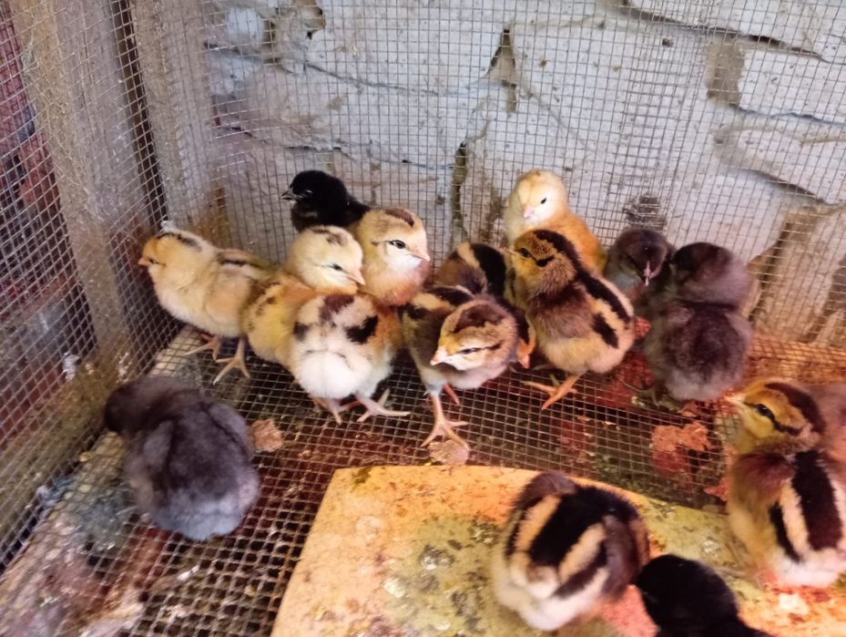 Kury rosy kury silki kury araukany pisklaki araukany