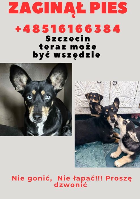 Uwaga zaginęła suczka