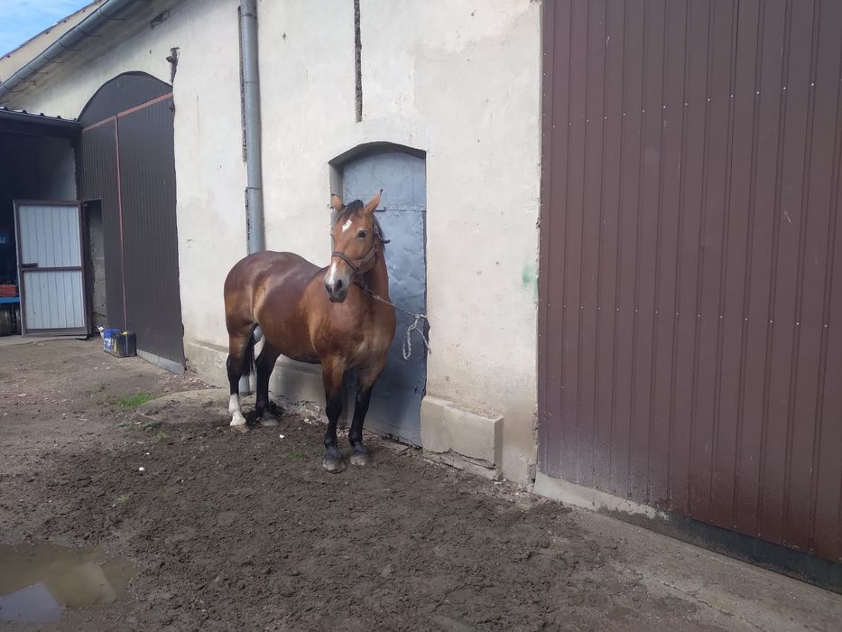 Klacz Śląska pogrubiona