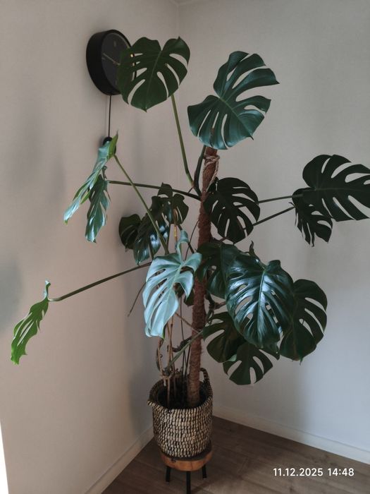 Monstera duża około 180cm