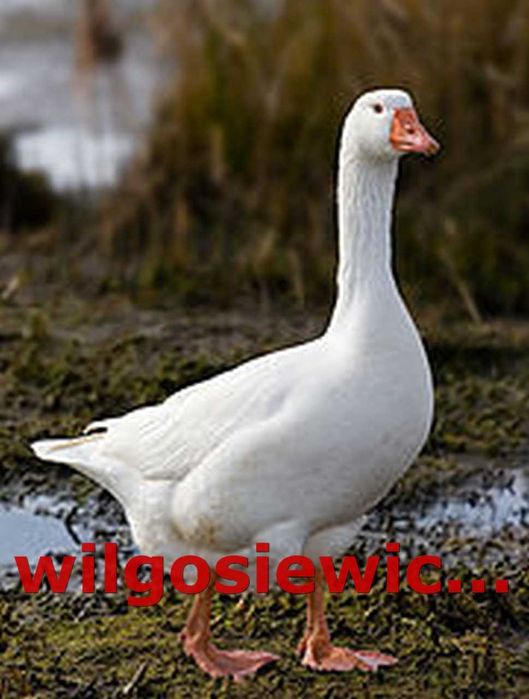 Gęsi na wage kubańska lades kołudzka