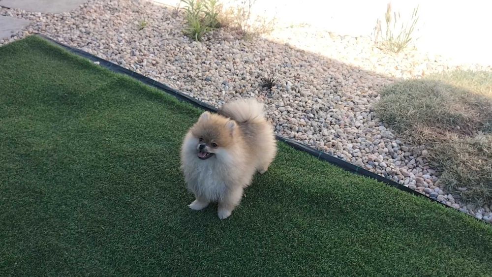 Lulu da Pomerânia macho com LOP (Pedigree) e Afixo