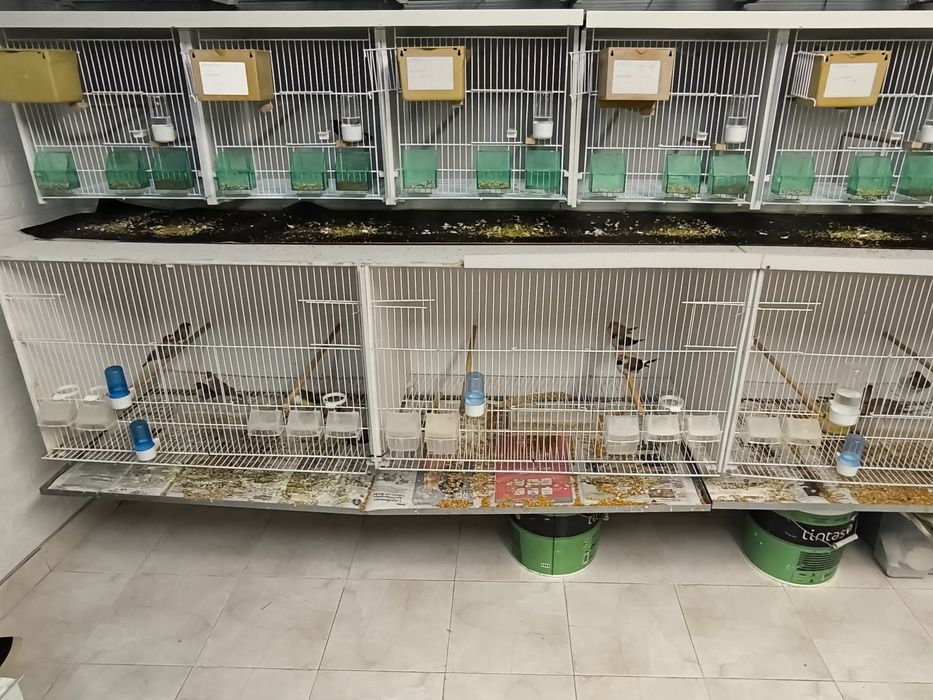 Voadeiras de 1.60 comprimento tenho duas para venda