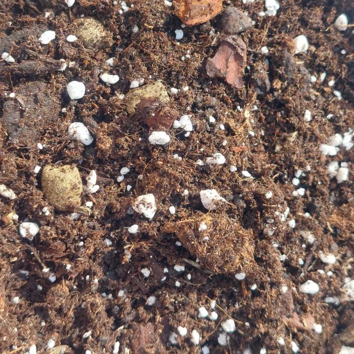 Substrato próprio para plantas de interior