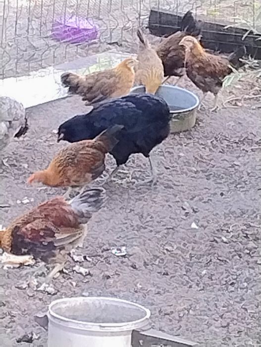 Kogutki zielononóżki kurop.11 tyg.