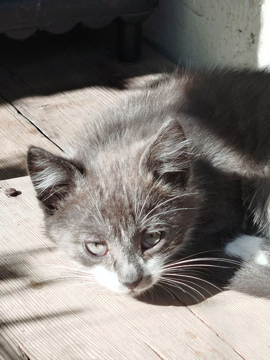 Отдаём.    даром