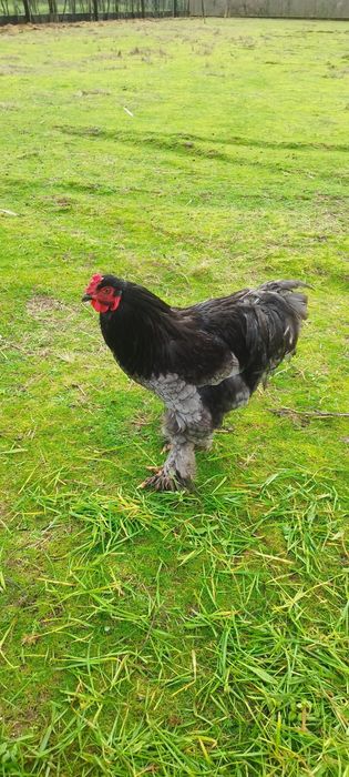 Galinha e galo raça Brahama Black