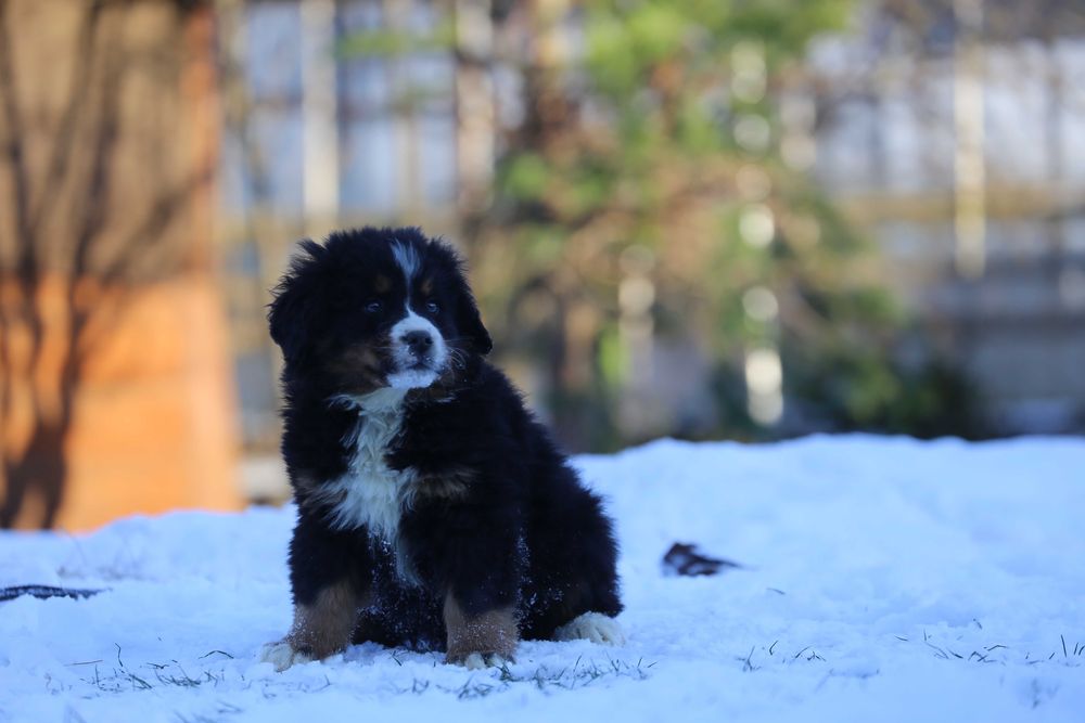 Berneński pies pasterski- szczeniak