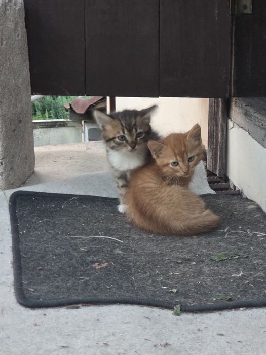 Кошенята безкошковно